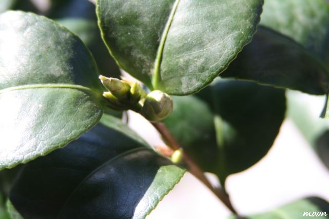 Camellia Japonica